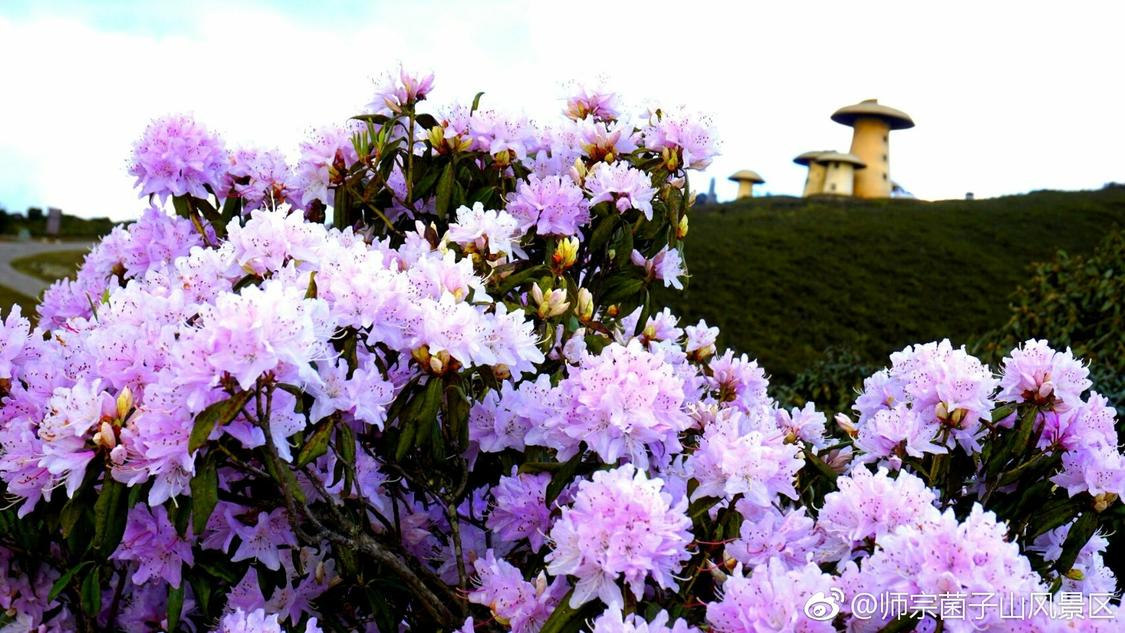 快手涨赞涨播放